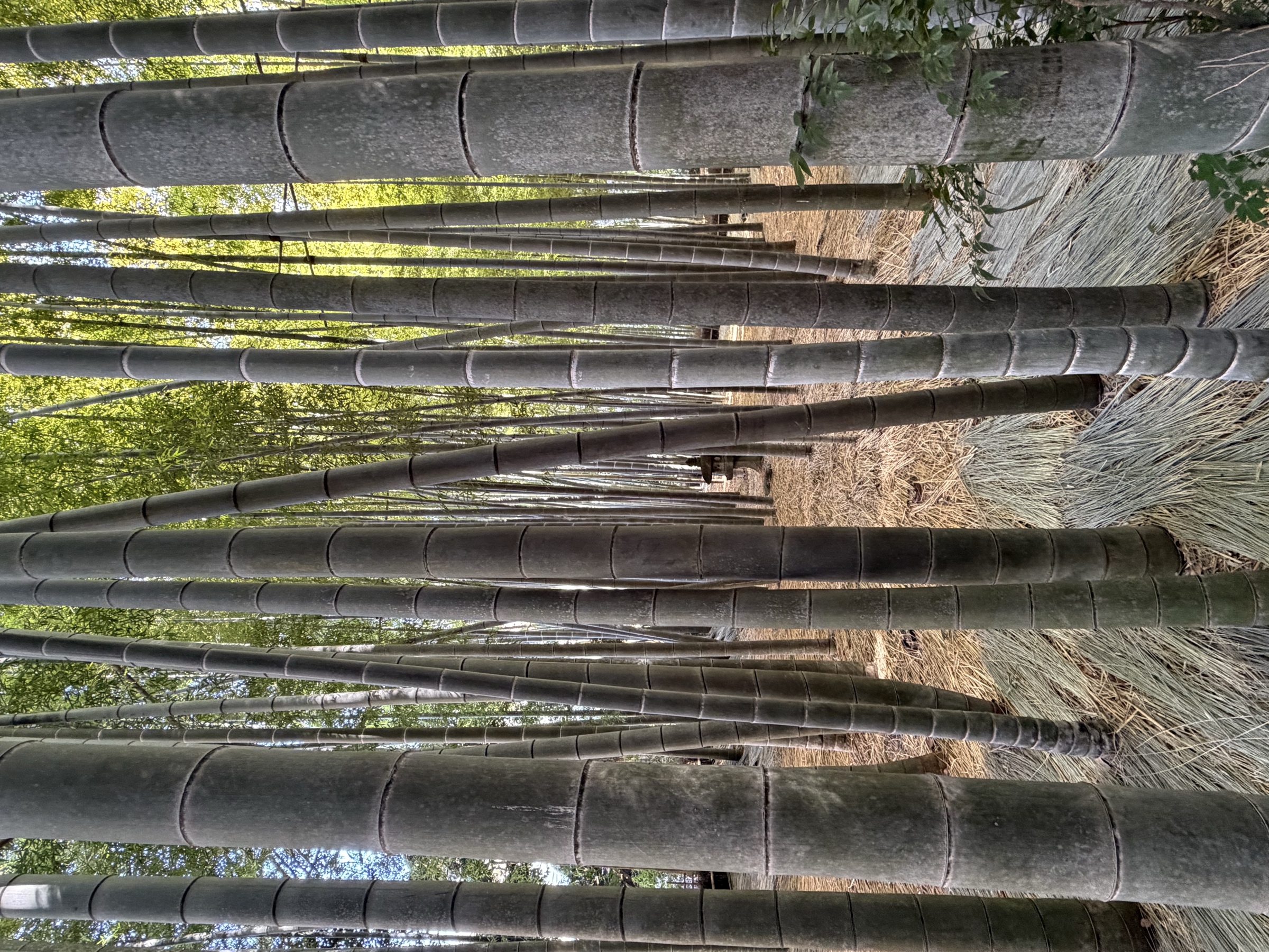 Bambous serrés dans le jardin du temple Hōkoku-ji à Kamakura