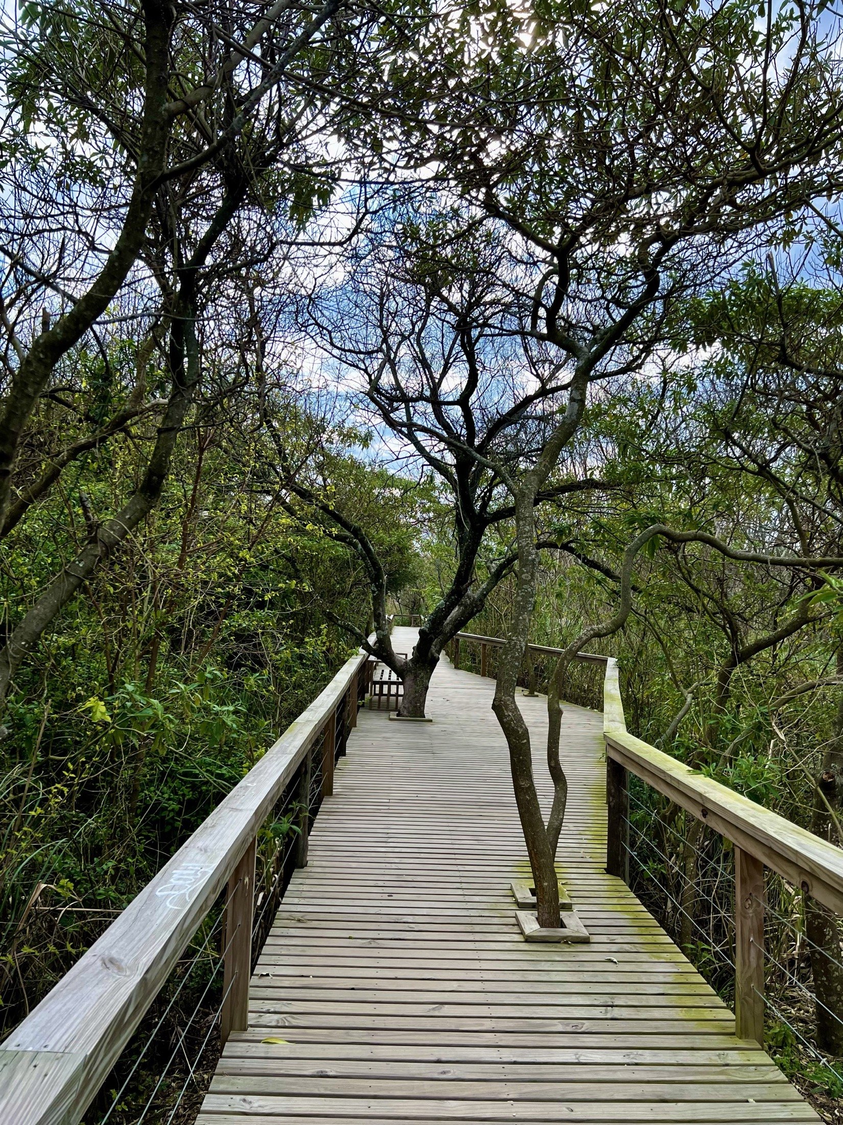 Passerelle en bois traversant une végétation dense