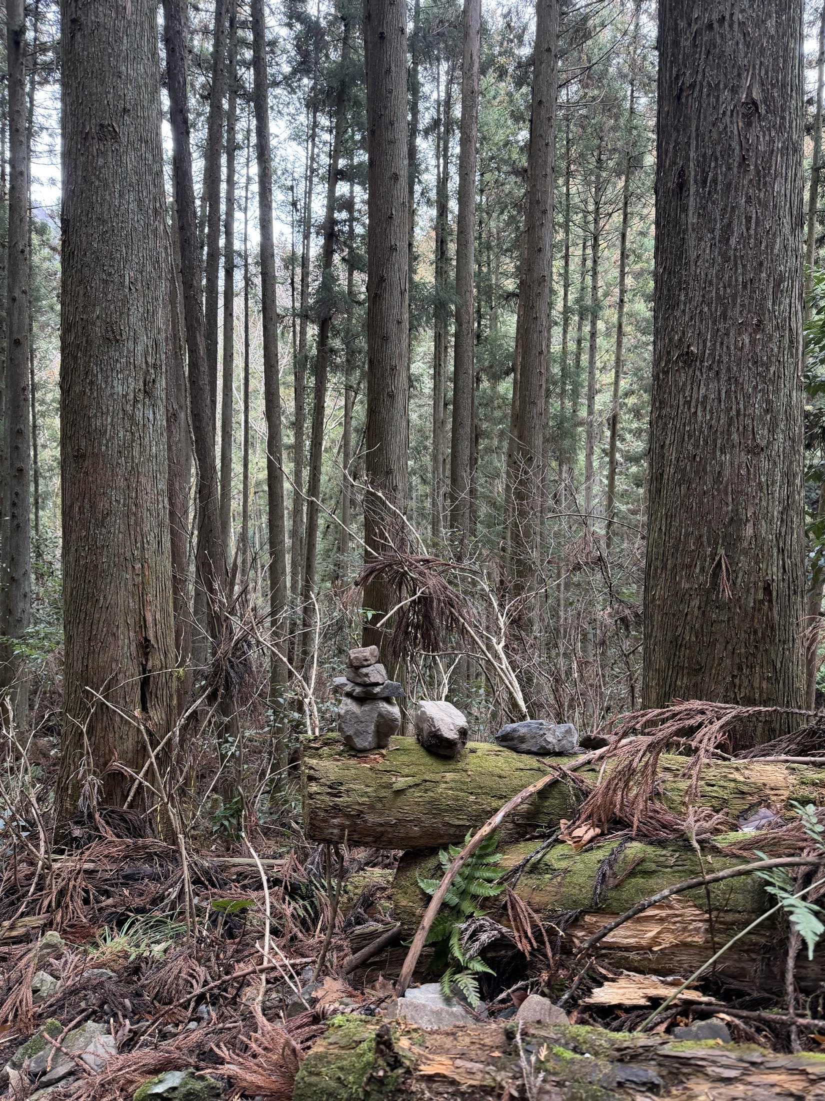 Forêt japonaise silencieuse avec un petit empilement de pierres