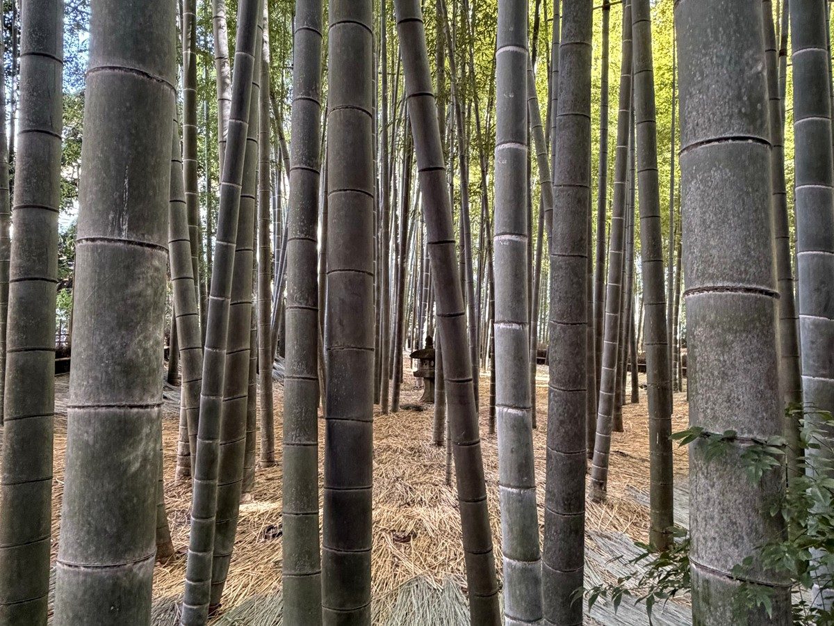 Forêt de bambous illustrant une vision nature du slow travel