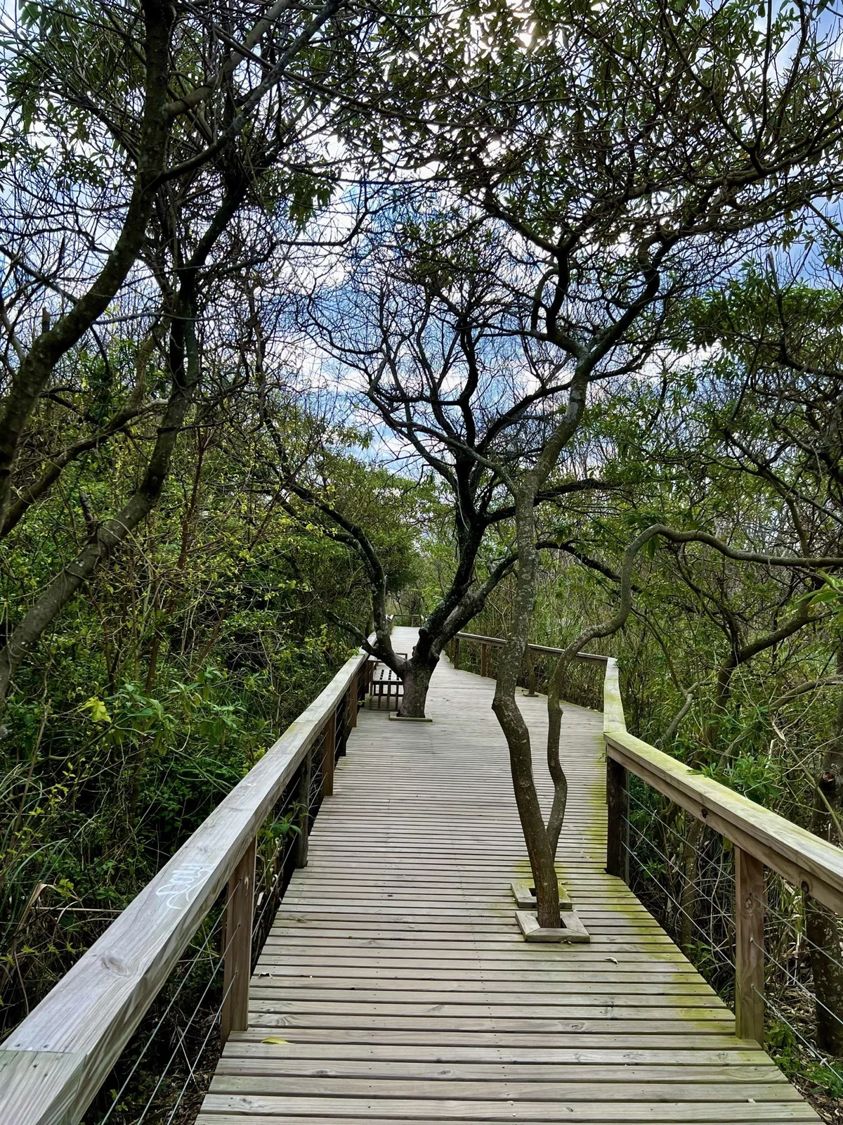 Passerelle de bois sous une voûte d’arbres