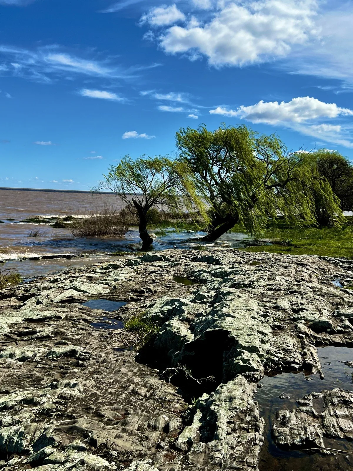 Un saule au bord d’une rive rocheuse